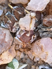 Conophytum lithopsoides lithopsoides