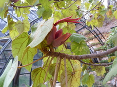 Chiranthodendron pentadactylon
