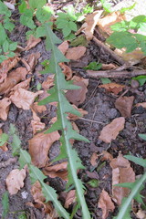 Taraxacum pannucium
