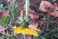 Taraxacum pannucium