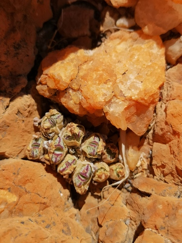 Conophytum marginatum