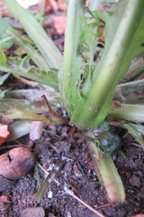 Taraxacum pannucium