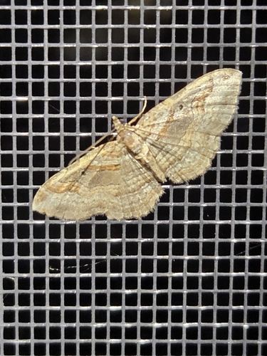 Bent-lined Carpet