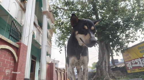 Domestic Dog observed by roupya