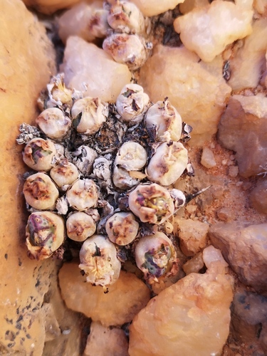 Conophytum marginatum