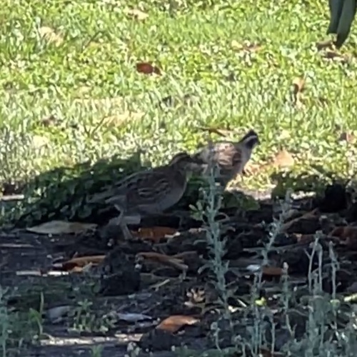 Northern Bobwhite observed by annegp