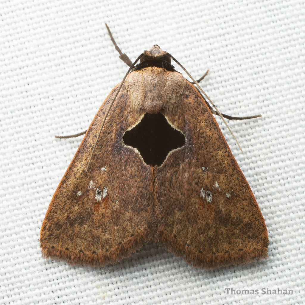 Baniana veluta