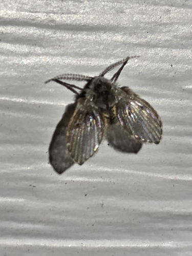 Bathroom Moth Fly