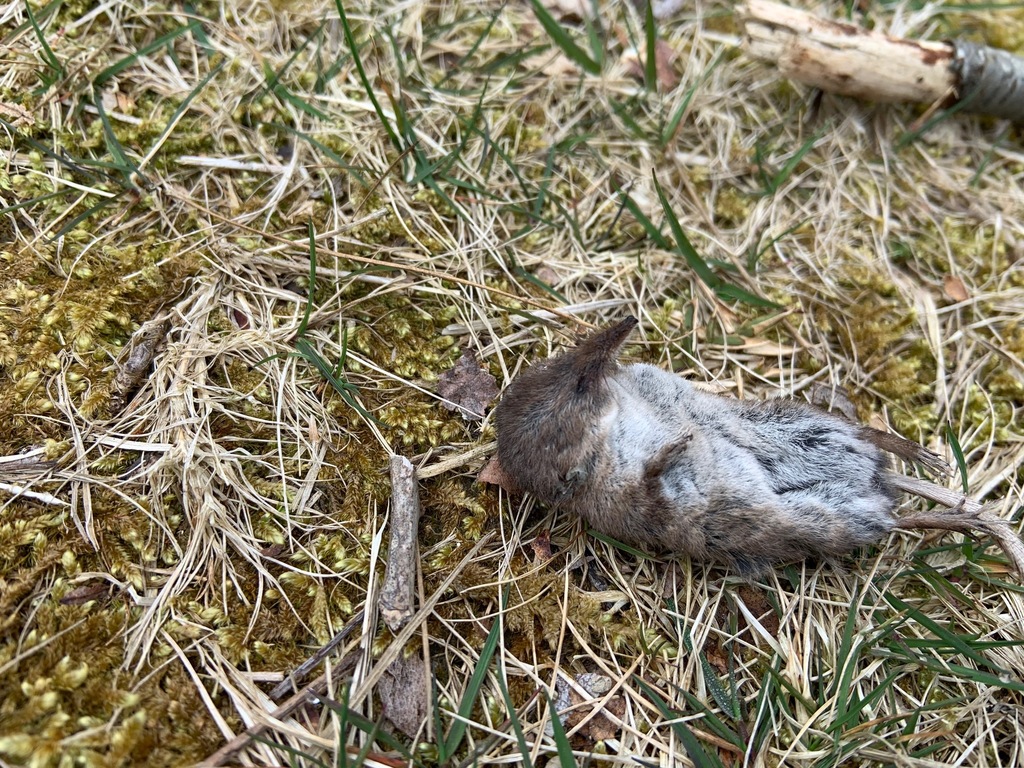 Masked Shrew from 1 Heckscher State Pkwy, East Islip, NY 11730, USA on ...