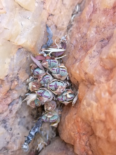 Conophytum marginatum