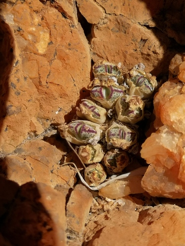 Conophytum marginatum