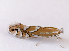 Phyllonorycter cerasicolella