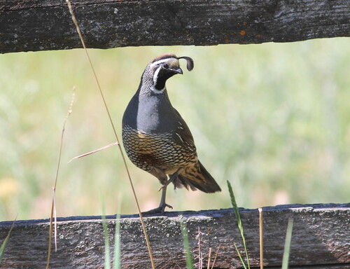 California Quail observed by jrossmunro