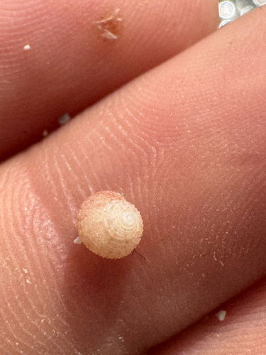 Herpetopoma gemmatum observed 2026-06-01