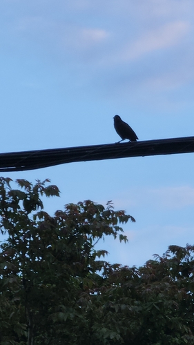 Common Grackle observed by noellotheriumaliceii