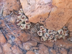 Conophytum marginatum marginatum