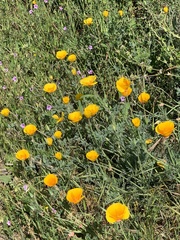 Eschscholzia californica maritima