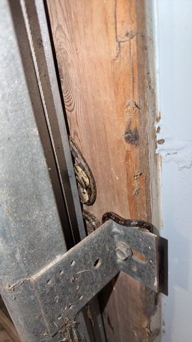 Eastern Ratsnake observed by winnett15