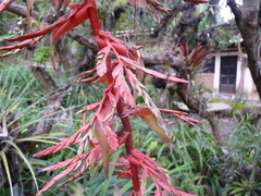 Tillandsia guatemalensis