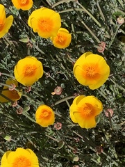 Eschscholzia californica maritima