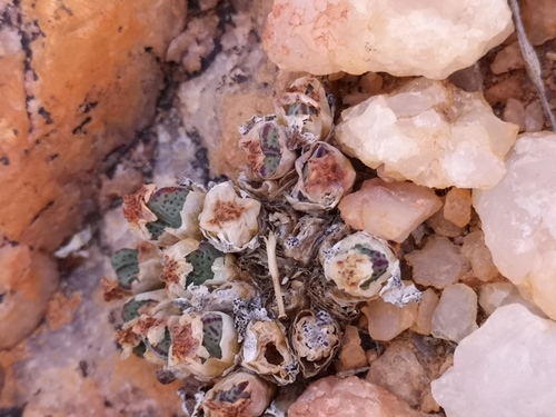 Conophytum marginatum