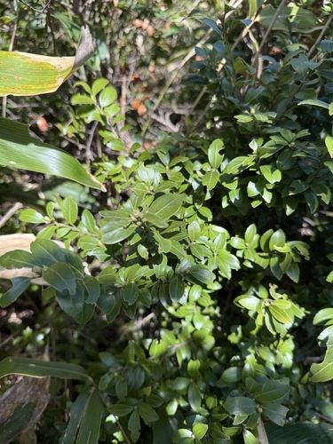 Ilex sugerokii iNat (3)