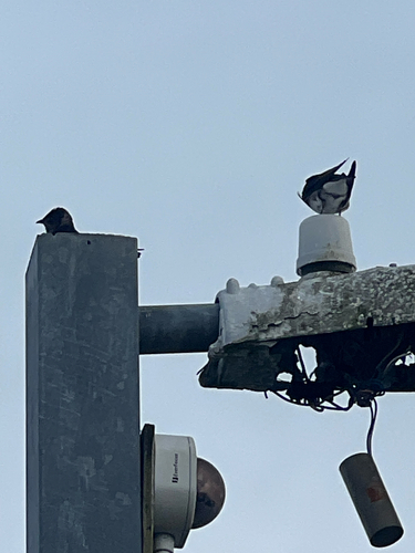 Purple Martin observed by sophiaj1666