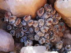 Conophytum marginatum marginatum