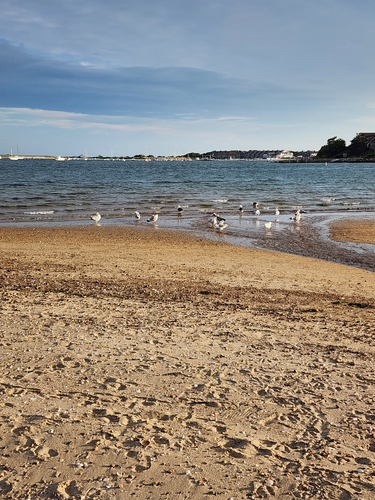American Herring Gull observed by noellotheriumaliceii