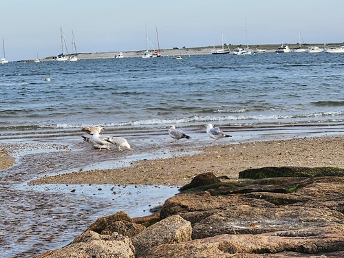 American Herring Gull observed by noellotheriumaliceii