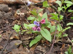Pulmonaria obscura