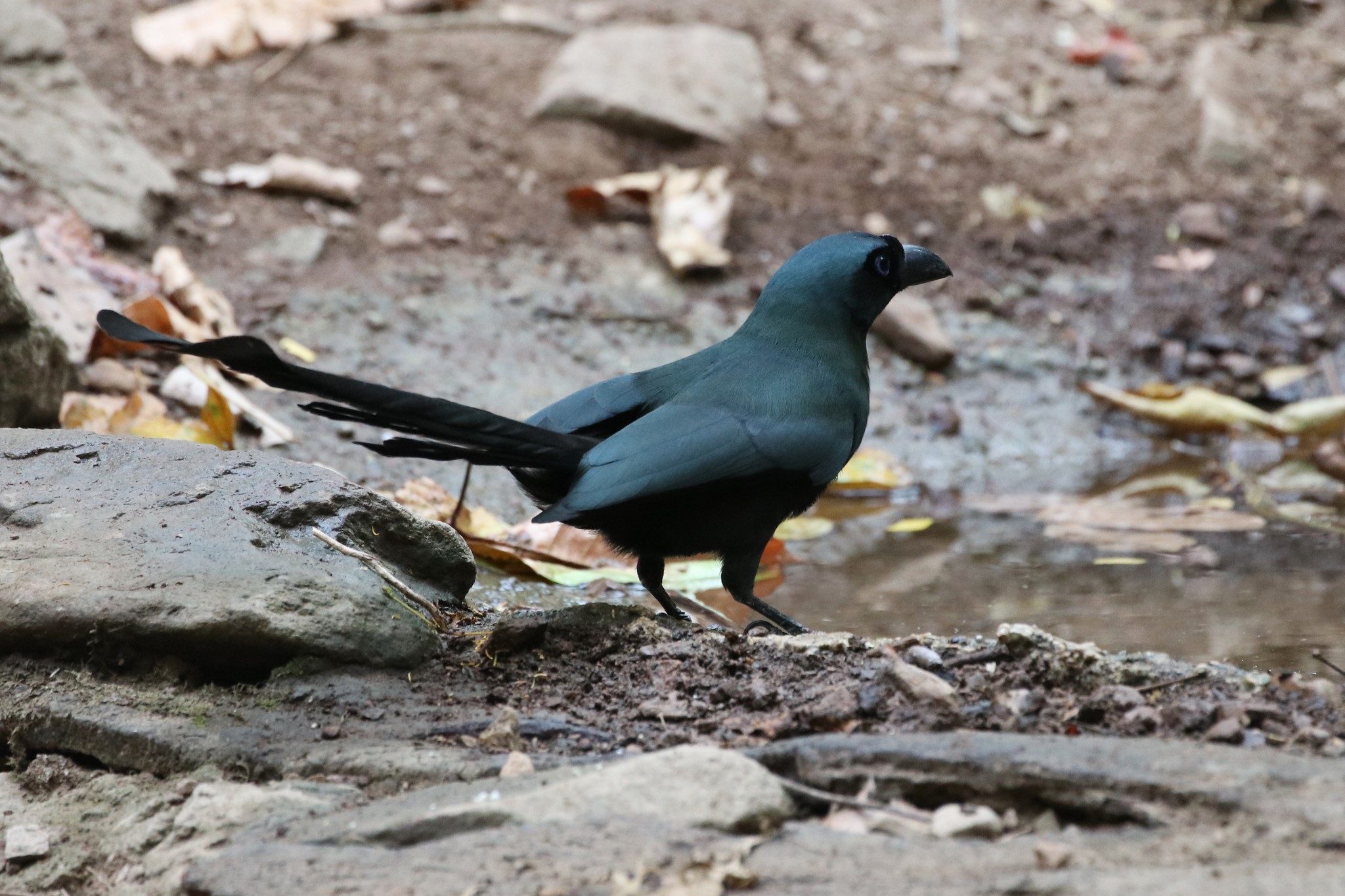 Racket-tailed Treepie illustration