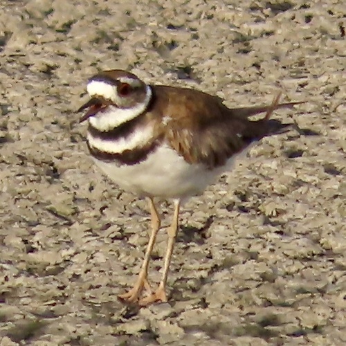Killdeer observed by ibhappy