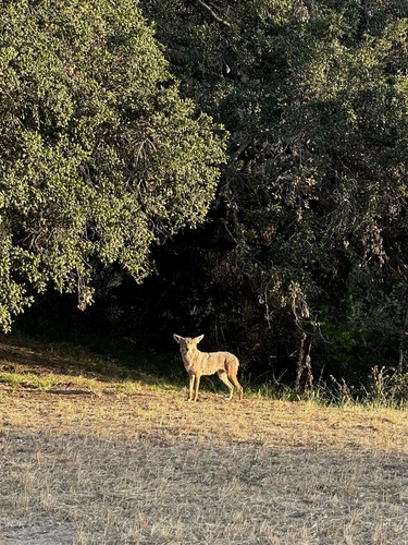Coyote observed by robertodesu