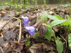 Pulmonaria obscura
