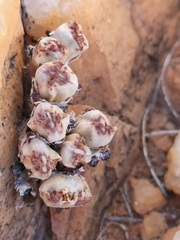 Conophytum marginatum marginatum