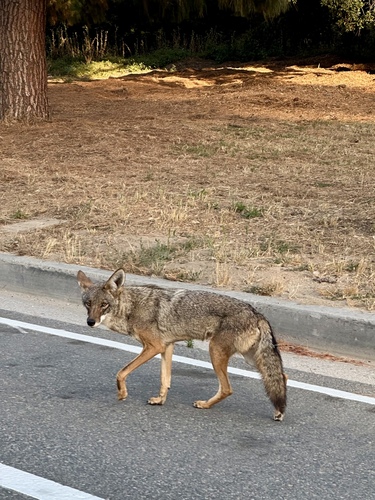 Coyote observed by robertodesu