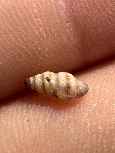 Lienardia mighelsi observed 2026-06-01