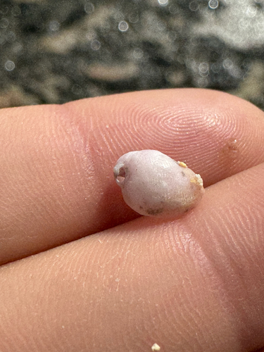 Monodonta, 2026-06-01