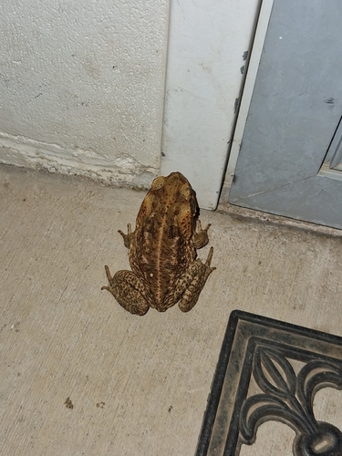 Cane Toad