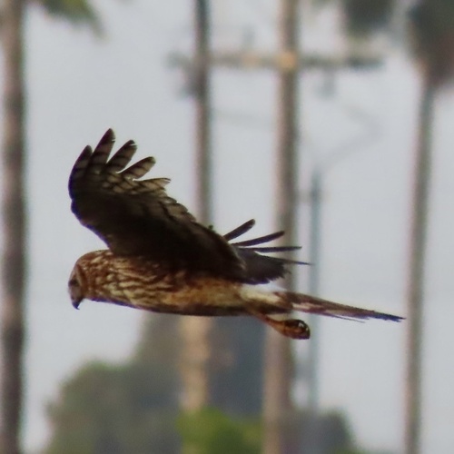 Northern Harrier observed by ibhappy