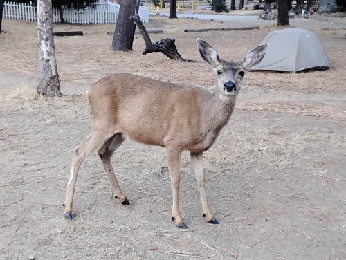 Mule Deer observed by miriam9664
