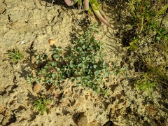 Atriplex pacifica