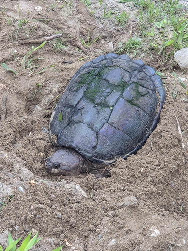 Common Snapping Turtle observed by remtomologist