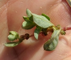 Atriplex pacifica