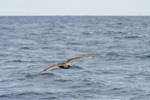 iNaturalist image