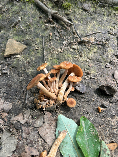 Ringless Honey Mushroom