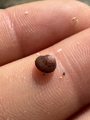 Herpetopoma gemmatum observed 2026-06-01