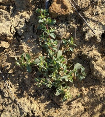 Atriplex pacifica