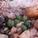 Conophytum hermarium - Photo (c) leandra-k_89, some rights reserved (CC BY-SA), uploaded by leandra-k_89